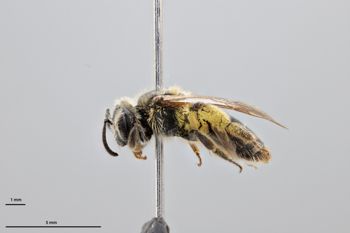 Media type: image;   Entomology 609600 Aspect: habitus lateral view